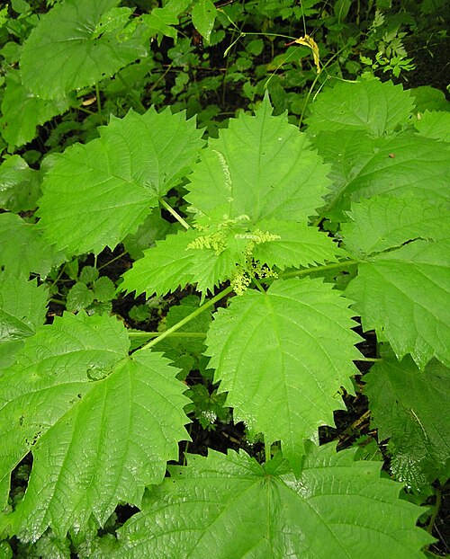 Laportea cuspidata: Laportea cuspidata (Syn. Laportea macrostachya ) in einem Bergwald nahe Kamikochi (japanische Alpen).