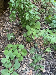 Laportea cuspidata (Laportea cuspidata)