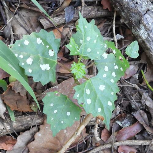 Spotted nettle (Laportea grossa)