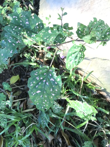 Spotted nettle (Laportea grossa)