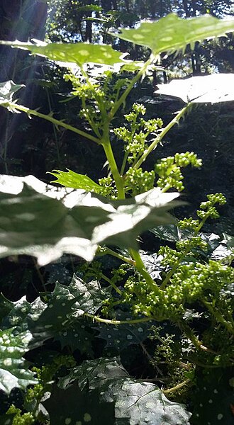 Spotted nettle: Laportea grossa (Wedd.) Chew - Western Cape, South Africa
