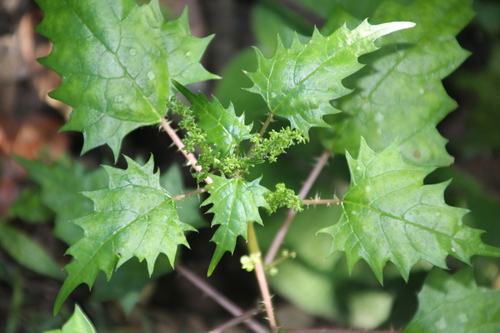 Spotted nettle (Laportea grossa)