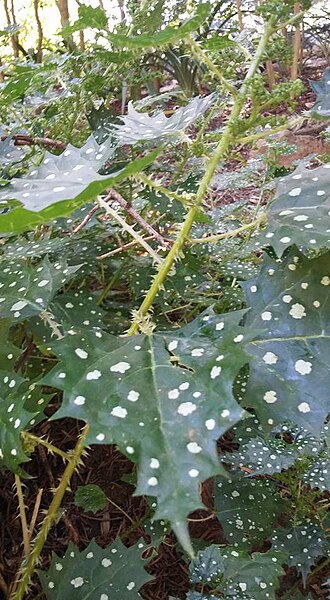 Spotted nettle: Laportea grossa (Wedd.) Chew - Western Cape, South Africa
