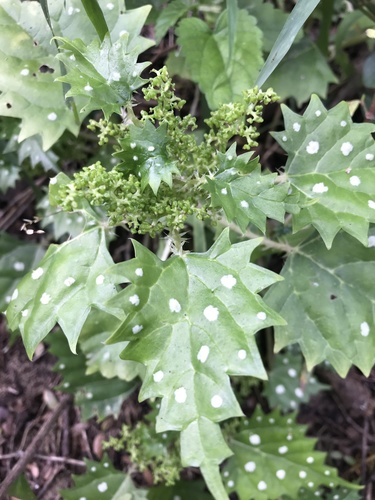 Spotted nettle (Laportea grossa)