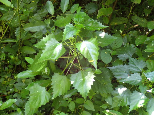 Spotted nettle (Laportea grossa)