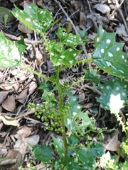 Spotted nettle (Laportea grossa)