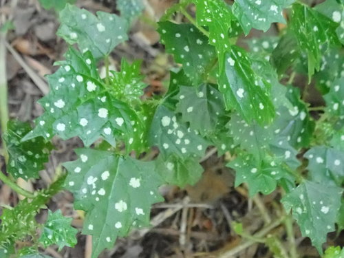 Spotted nettle (Laportea grossa)