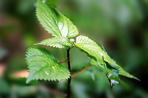 Hawai'i woodnettle: ആനച്ചൊറിയണം