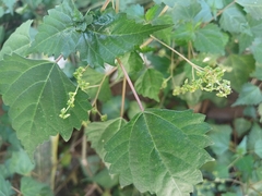 Laportea peduncularis (Laportea peduncularis)