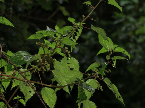 Laportea peduncularis (Laportea peduncularis)