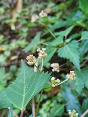 Laportea peduncularis (Laportea peduncularis)
