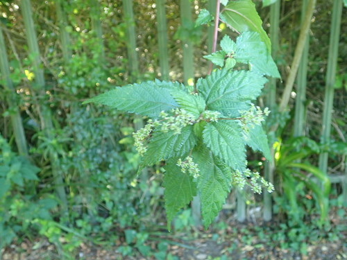 Laportea peduncularis (Laportea peduncularis)