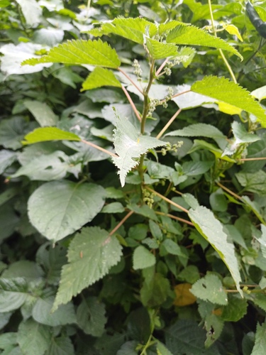 Laportea peduncularis (Laportea peduncularis)