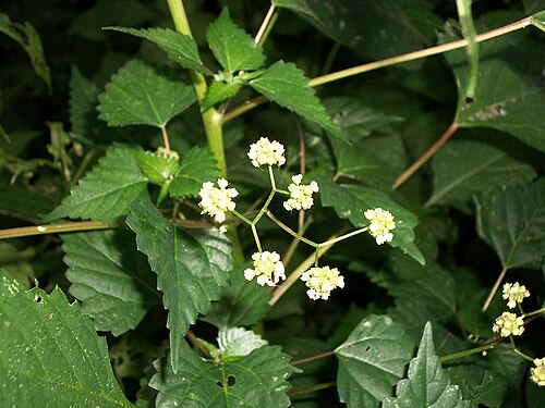 Laportea peduncularis: Laportea peduncularis latidens from Athlone Park, Amanzimtoti , South Africa.
