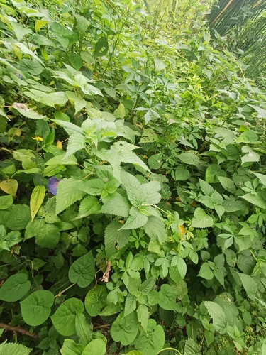 Laportea peduncularis (Laportea peduncularis)