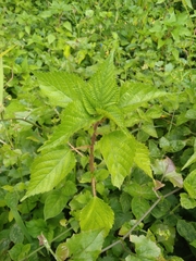 Laportea peduncularis (Laportea peduncularis)