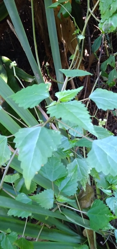 Laportea peduncularis (Laportea peduncularis)