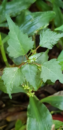 Laportea peduncularis (Laportea peduncularis)