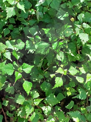Laportea peduncularis (Laportea peduncularis)