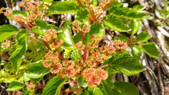 Laportea ruderalis (Laportea ruderalis)