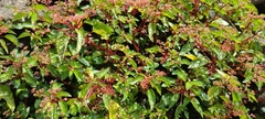 Laportea ruderalis (Laportea ruderalis)