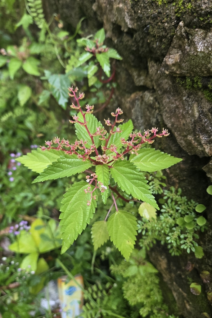 Laportea ruderalis (Laportea ruderalis)