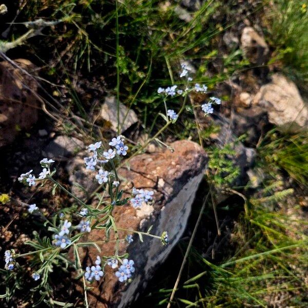 Lappula barbata (Lappula barbata)
