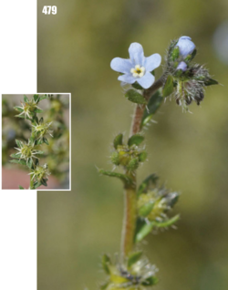 Margined stickseed: Lappula marginata, Tajikistan