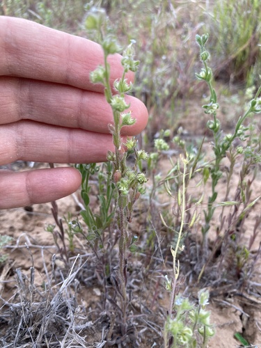 Margined stickseed (Lappula marginata)