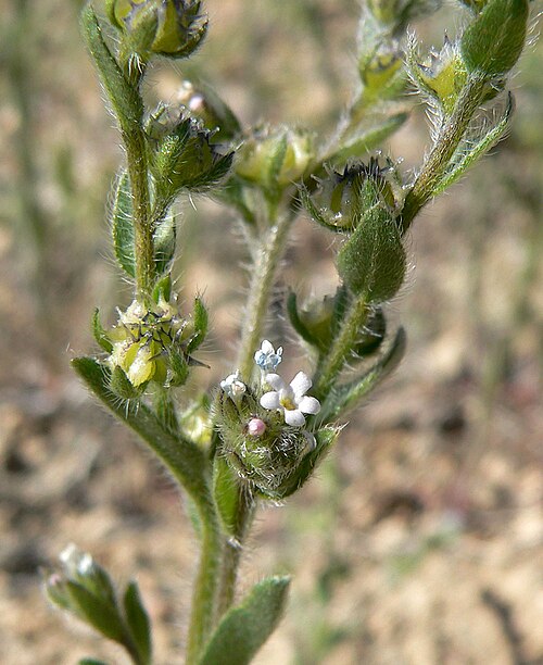 Flatspine stickseed: Lappula redowskii var. cupulata at the south end of Indian Ridge, Spring Mountains, southern Nevada