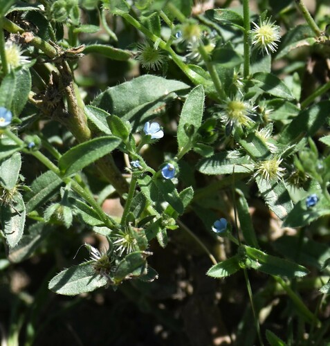 Flatspine stickseed (Lappula occidentalis)