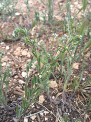 Flatspine stickseed (Lappula occidentalis)