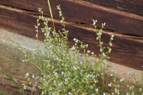 Flatspine stickseed (Lappula occidentalis)