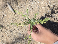 Flatspine stickseed (Lappula occidentalis)