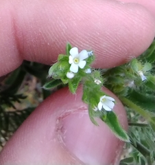 Flatspine stickseed (Lappula occidentalis)