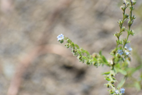 Flatspine stickseed (Lappula occidentalis)