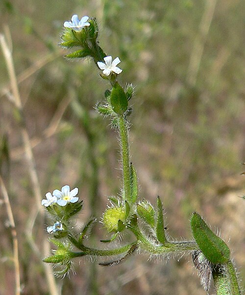 Lappula redowskii: Lappula redowskii var. redowskii in Lovell Canyon near 549 turnoff, Spring Mountains , southern Nevada