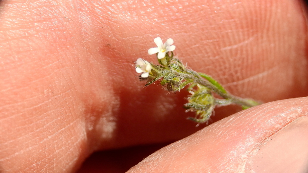 Lappula redowskii (Lappula redowskii)