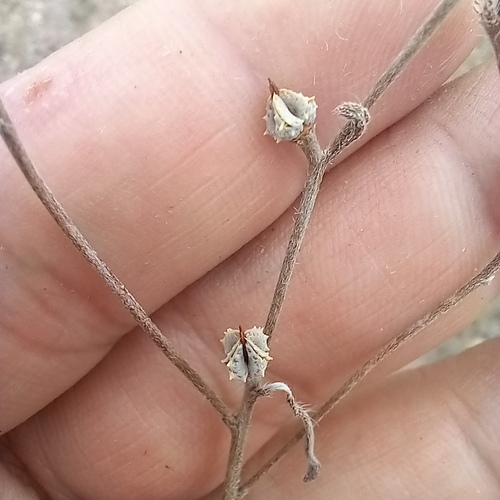 Lappula spinocarpos (Lappula spinocarpos)