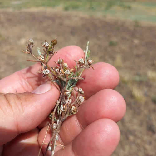 Lappula spinocarpos (Lappula spinocarpos)