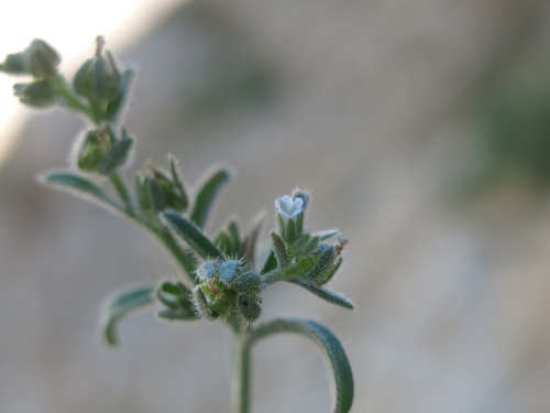 Lappula spinocarpos (Lappula spinocarpos)