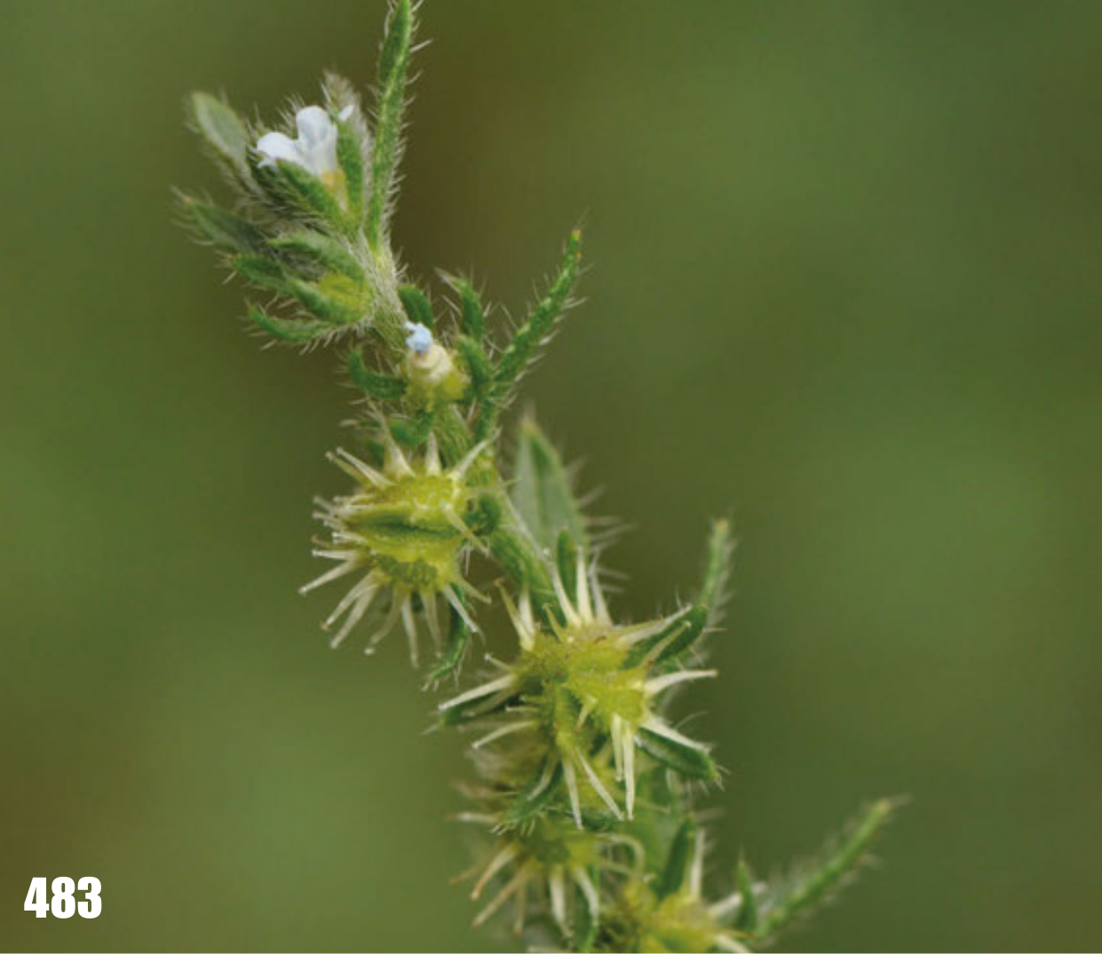 Lappula tadshikorum: Lappula tadshikorum, Tajikistan