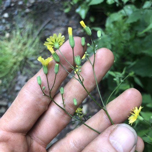 Common nipplewort (Lapsana communis)