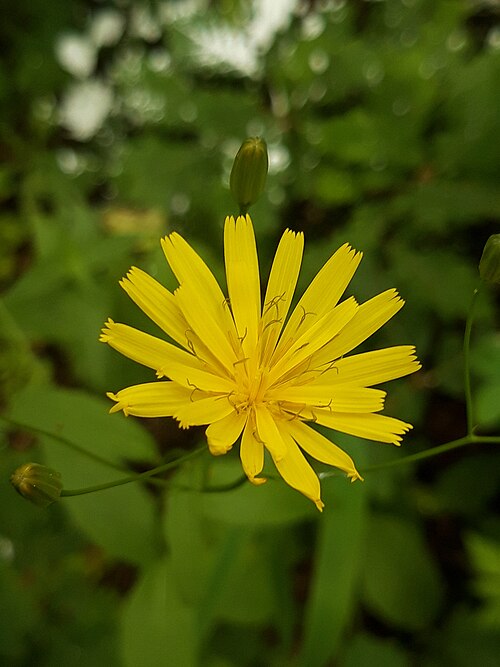 Common nipplewort: This is a photo of a natural site in Armenia identified by the ID