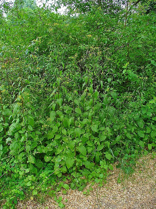 Common nipplewort: Lapsana communis , Asteraceae, Nipplewort, habitus; Karlsruhe, Germany. The plant is used in homeopathy as remedy: Lapsana communis