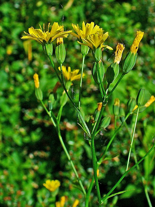 Common nipplewort: Lapsana communis , Asteraceae, Nipplewort, inflorescences; Karlsruhe, Germany. The plant is used in homeopathy as remedy: Lapsana communis