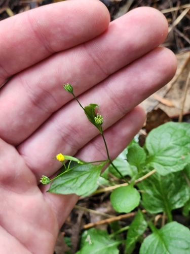 Common nipplewort (Lapsana communis)