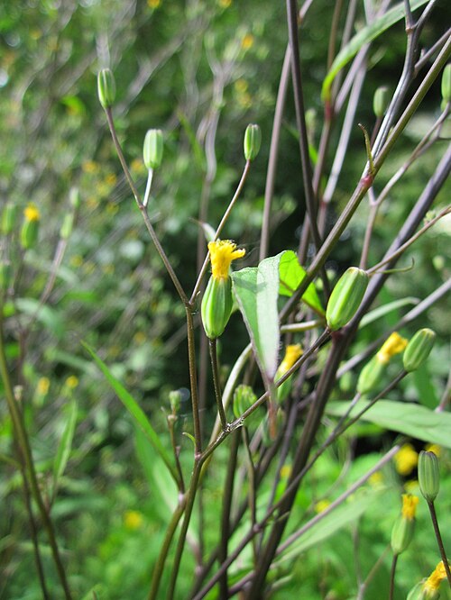 Common nipplewort: Gemeiner Rainkohl ( Lapsana communis ) im Hockenheimer Rheinbogen