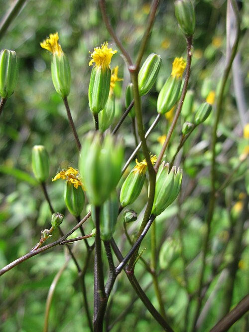Common nipplewort: Gemeiner Rainkohl ( Lapsana communis ) im Hockenheimer Rheinbogen