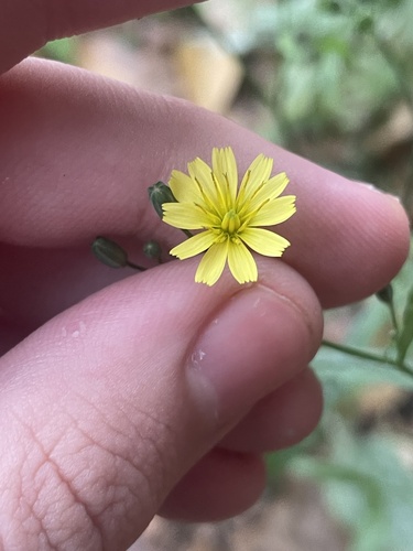 Common nipplewort (Lapsana communis)